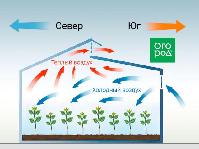 Теплица Миттлайдера: тонкости, преимущества и недостатки