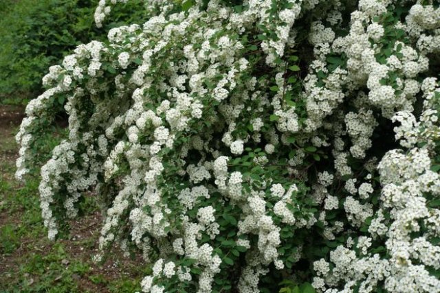 10 кустарников, которые не стоит обрезать весной &mdash; не пропустите цветение! 