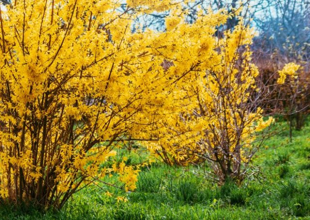 10 кустарников, которые не стоит обрезать весной &mdash; не пропустите цветение! 