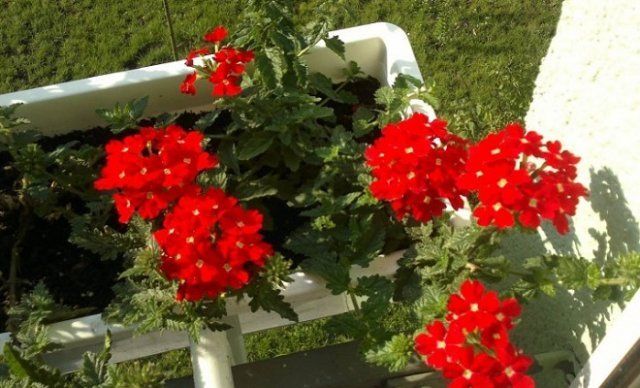 15 однолетников с красными цветами &mdash; яркие краски в вашем саду
