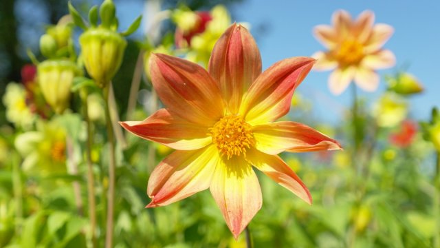 17 однолетников с желтыми и оранжевыми цветками - впустите в сад солнце! 