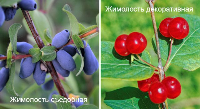 Жимолость декоративная: размножение, выращивание, 15 лучших видов и сортов