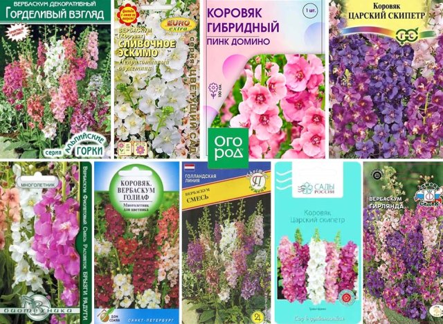 Коровяк (королевский скипетр): выращивание, уход и самые красивые сорта