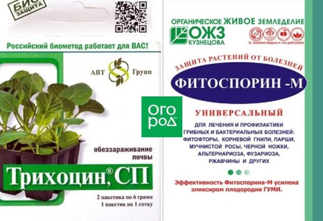 Черная ножка у рассады &ndash; как бороться (лекарства и народные средства) 