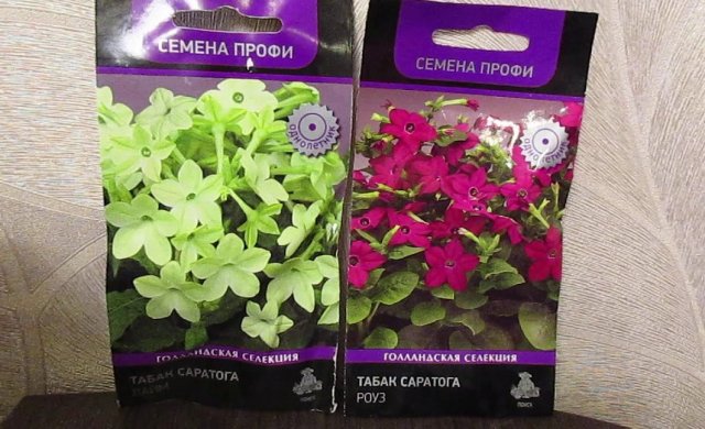 Выращиваем рассаду ароматного табака: сорта, этапы и тонкости