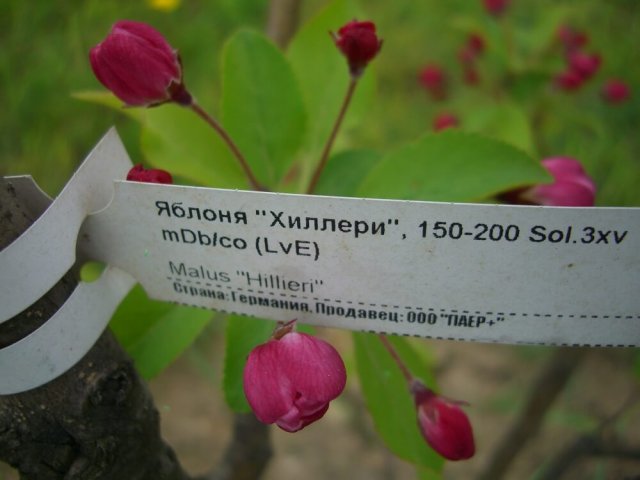ЗКС Р19 - что означают буквы на саженцах