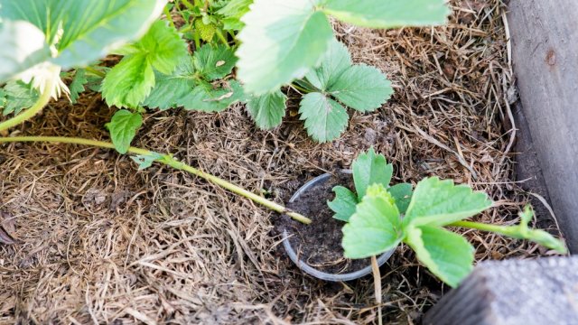 3 простых способа размножения клубники &mdash; не упустите срок! 