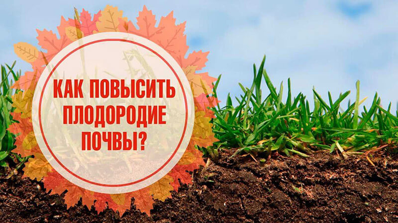 плодородие почвы