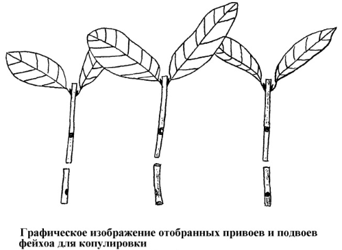 Схема привоя