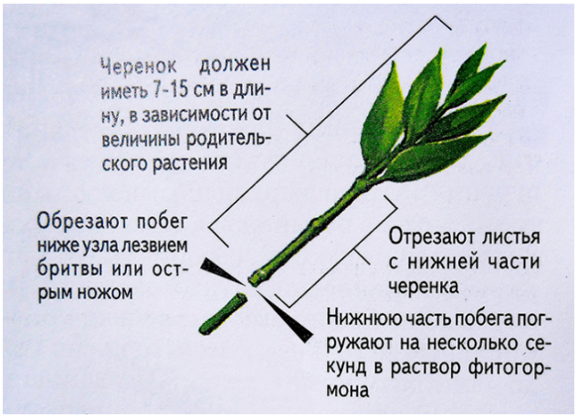 Черенкование