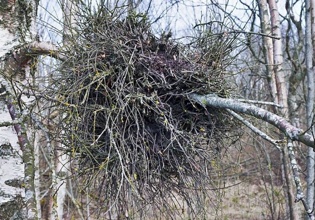 Что вышло? Изучаем наросты на растениях
