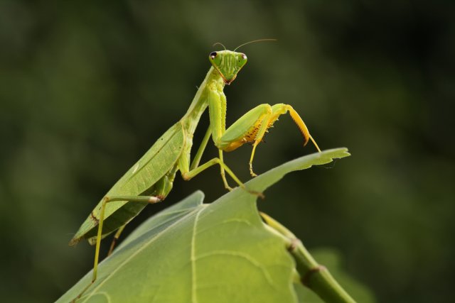 Богомол, цикады или кузнечик &ndash; кто посетил ваш сад? 