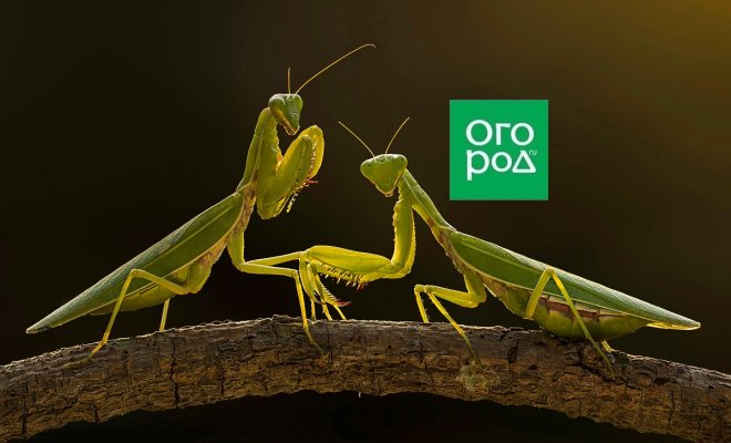 Богомол, цикады или кузнечик &ndash; кто посетил ваш сад? 