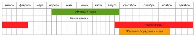 Какую рябину посадить на даче &ndash; описание и фото популярных видов и сортов