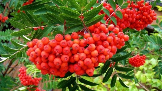Какую рябину посадить на даче &ndash; описание и фото популярных видов и сортов