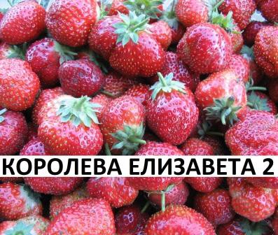 Сорт клубники Елизавета 2