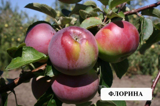 Сорт яблони Флорина