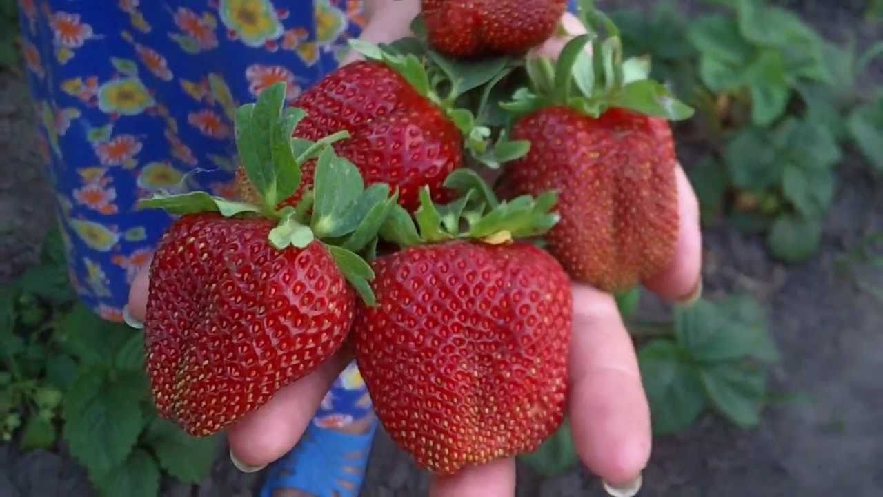 Сорт клубники Маршалл