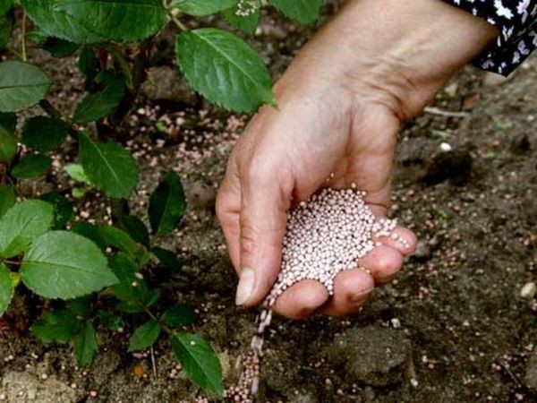 Подкормка культур проводится в основном прикорневым способом