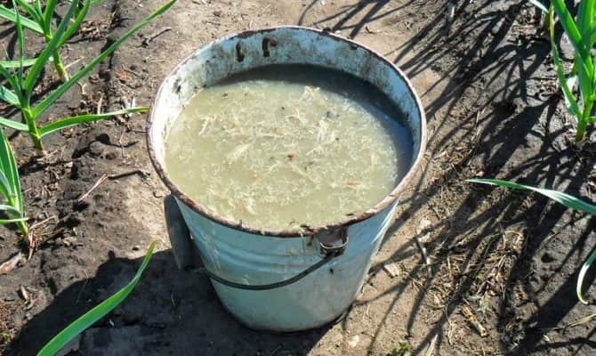 Полезным будет удобрение деревьев жижей на основе воды, коровяка и травяного настоя