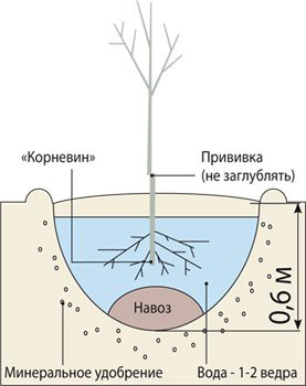 Схема правильной посадки - глубина, органика, точка прививки