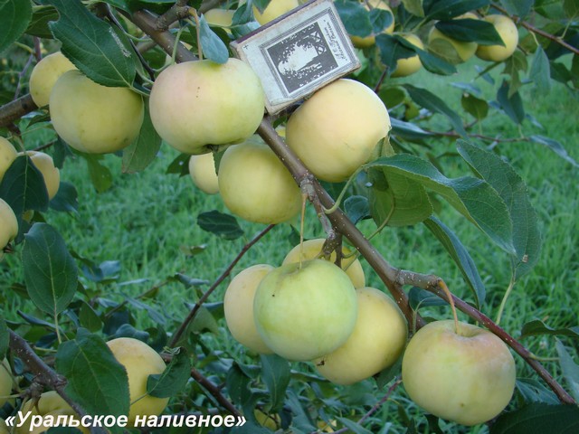 Сорт яблони Уральское наливное