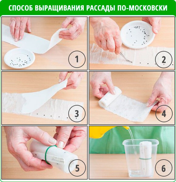 Все этапы безземельной посадки семян