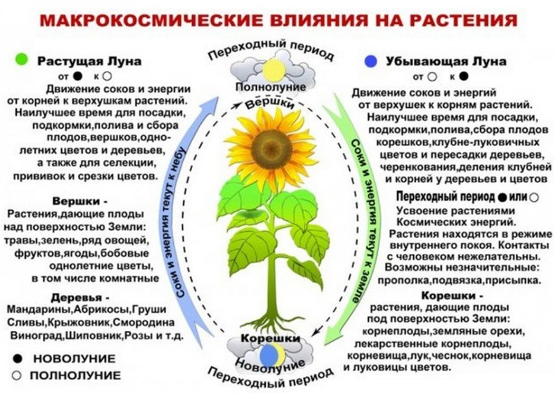 Влияние фаз луны на растения