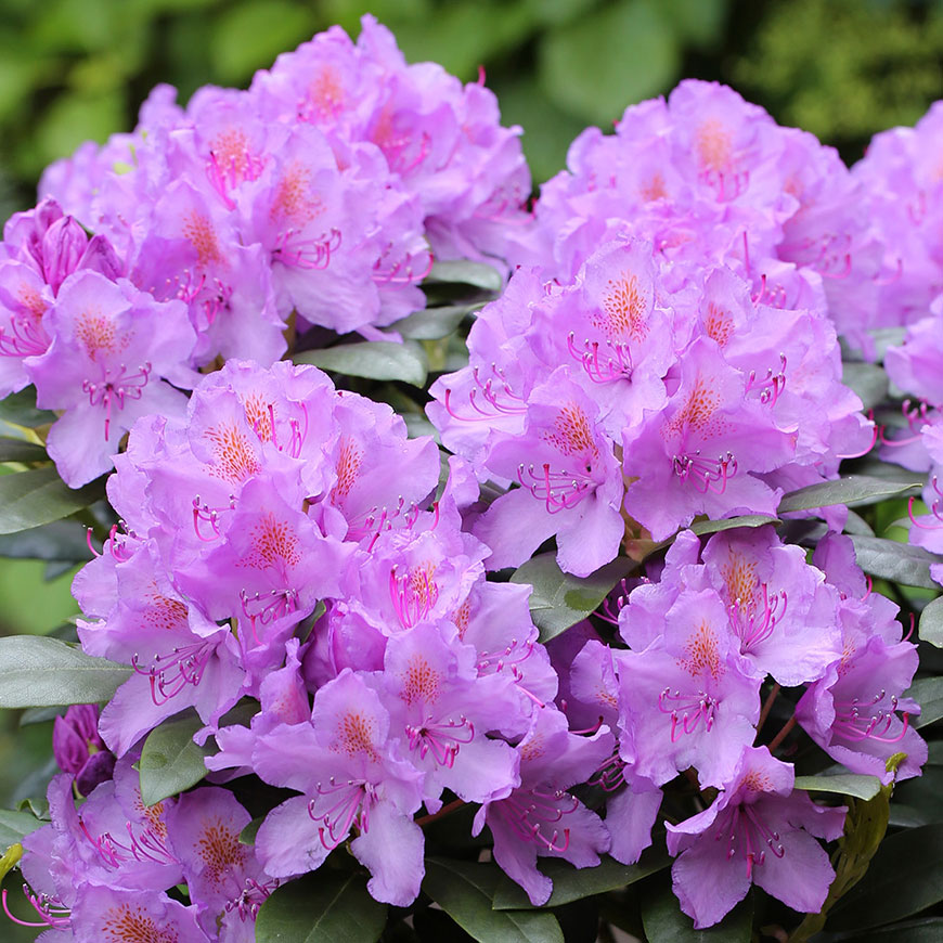 рододендрон сорт Grandiflorum