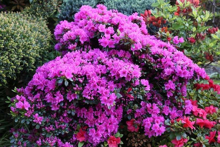 сорт рододендрона Geisha Purple
