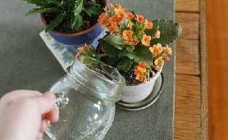 Каланхоэ &ndash; уход в домашних условиях