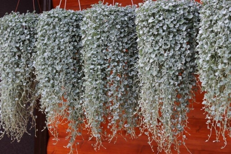 Цветок Дихондра
