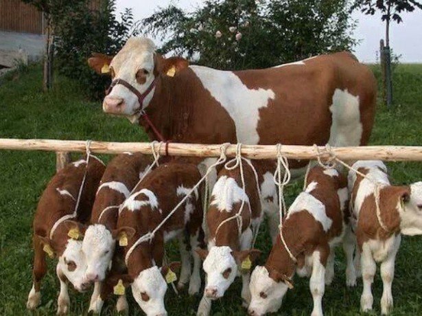 Характеристики и продуктивность